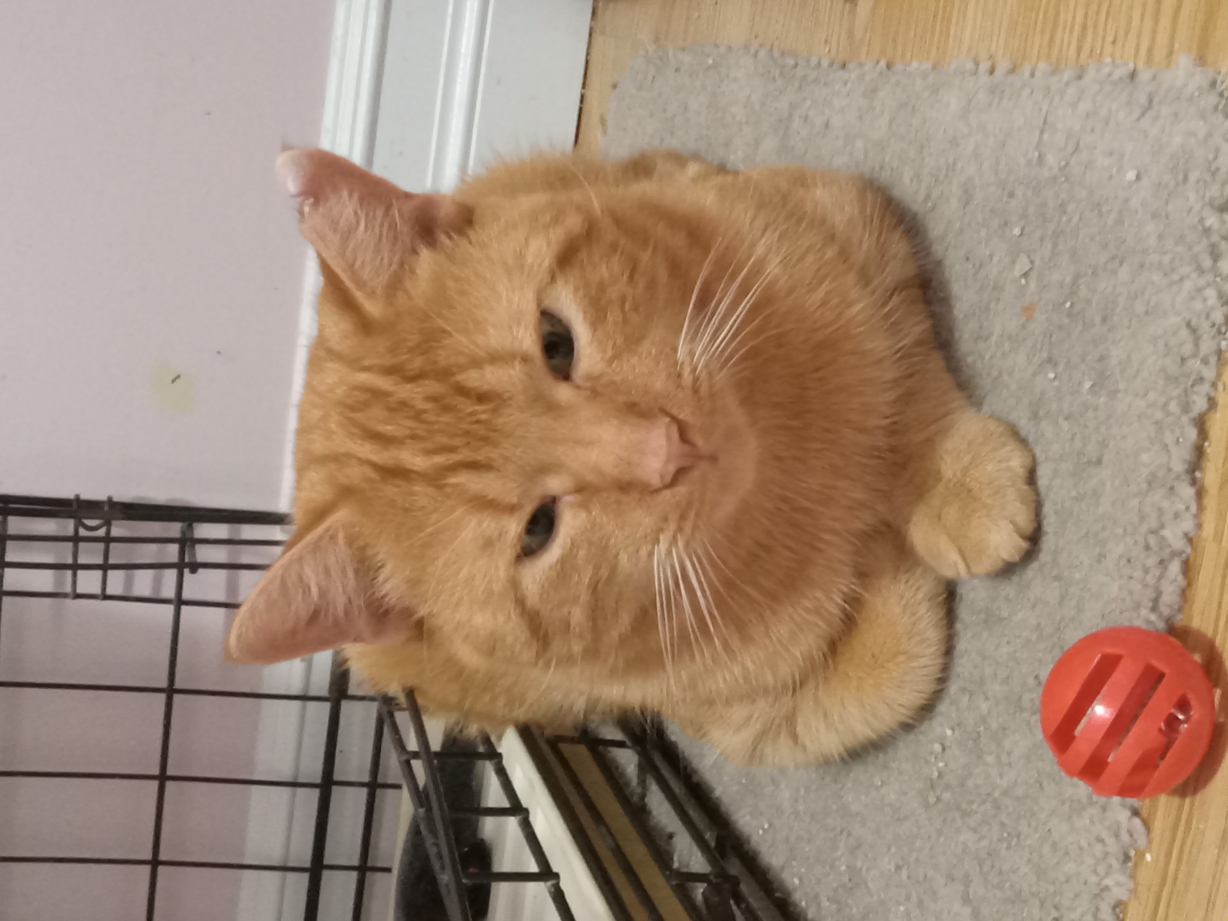 Enlarge Teton, a Adopted Domestic Short Hair in Timberlea, NS image 5/5