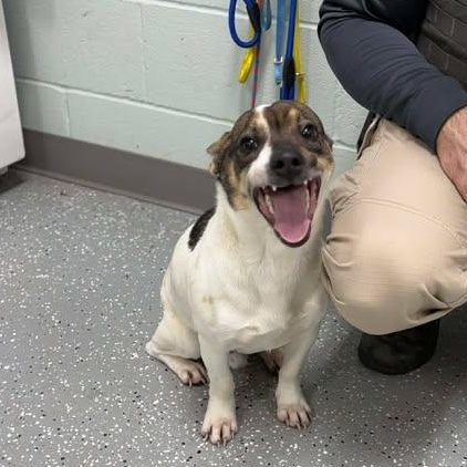 Enlarge Hansel, a ADOPTABLE mixed breed in Bardstown, KY image 5/5