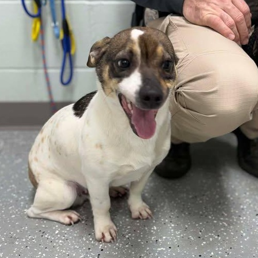 Enlarge Hansel, a ADOPTABLE mixed breed in Bardstown, KY image 2/5