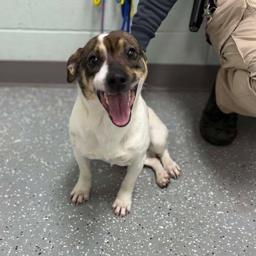 Enlarge Hansel, a ADOPTABLE mixed breed in Bardstown, KY image 3/5