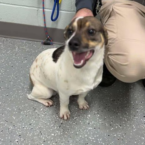 Enlarge Hansel, a ADOPTABLE mixed breed in Bardstown, KY image 4/5