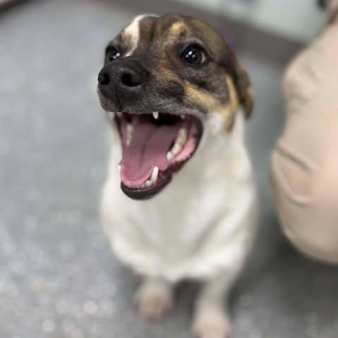 Hansel, ADOPTABLE, Puppy Male Jack Russell Terrier.