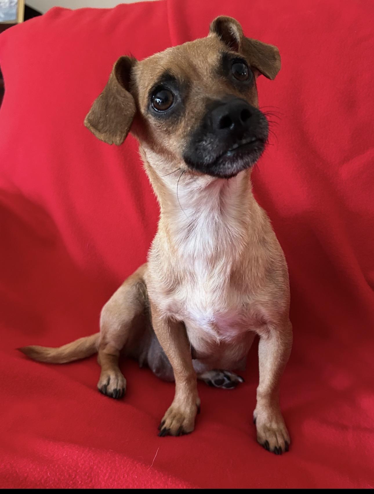 Enlarge Sunny, a Adoptable Chiweenie in La Palma, CA image 1/1