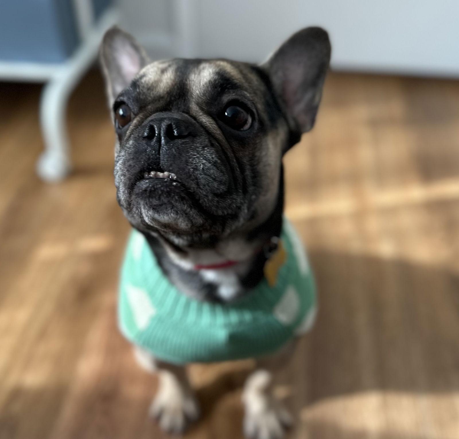 Enlarge Lady, a Adopted French Bulldog in Davis, CA image 1/3