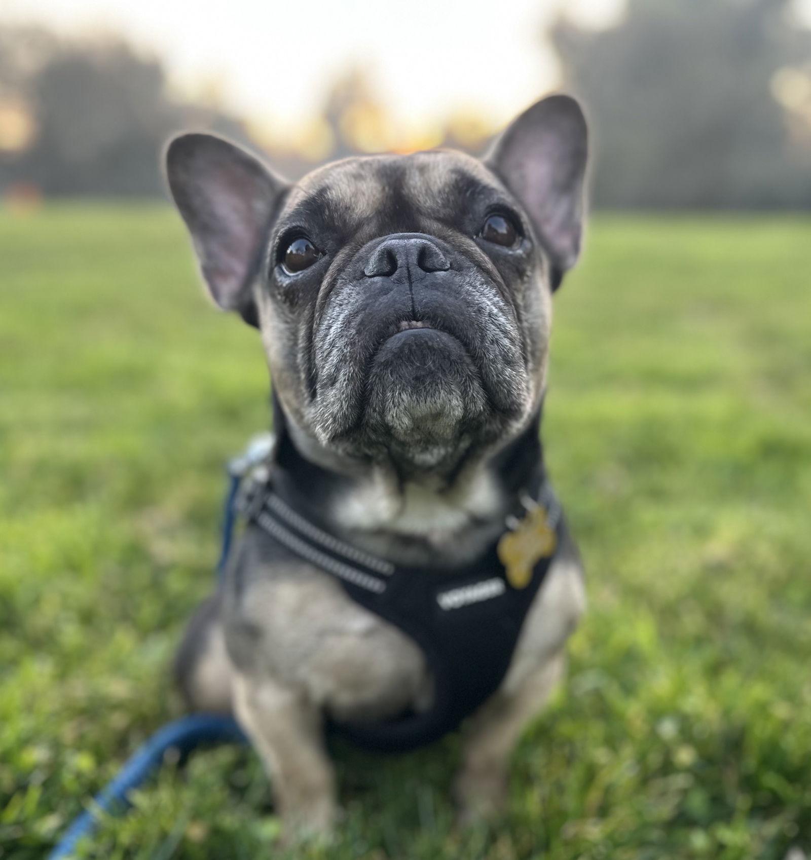 Enlarge Lady, a Adopted French Bulldog in Davis, CA image 3/3