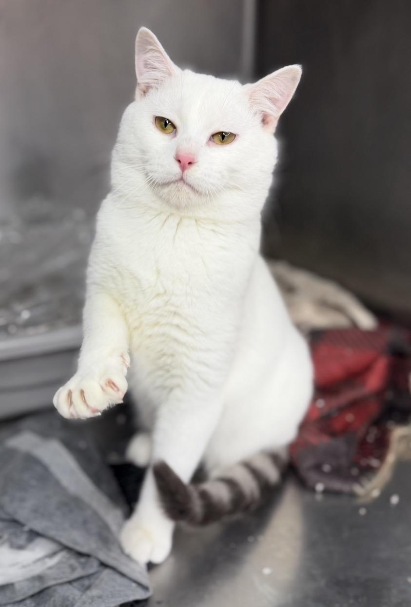 Enlarge Marshmallow , a ADOPTABLE Domestic Short Hair in Elwood, IL image 2/6