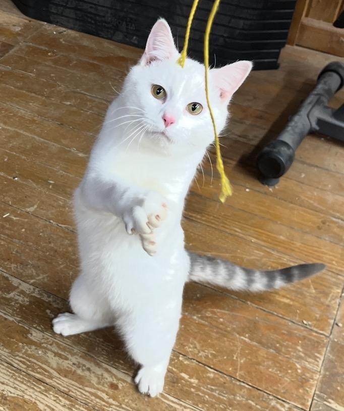 Enlarge Marshmallow , a ADOPTABLE Domestic Short Hair in Elwood, IL image 1/6