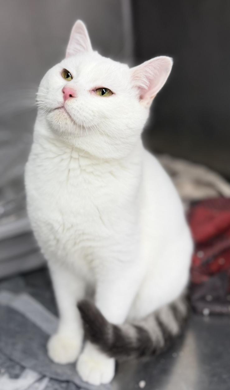Enlarge Marshmallow , a ADOPTABLE Domestic Short Hair in Elwood, IL image 3/6