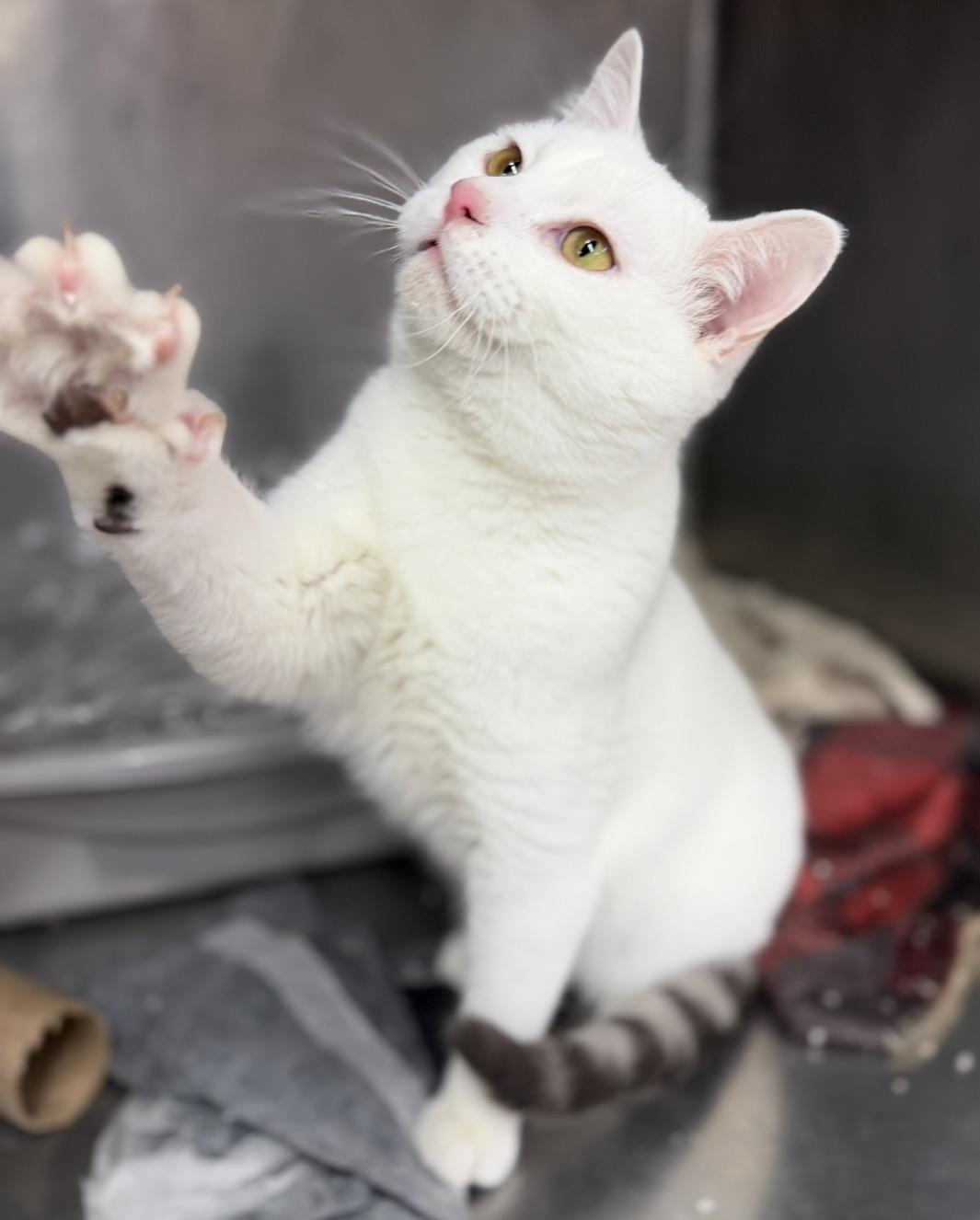 Enlarge Marshmallow , a ADOPTABLE Domestic Short Hair in Elwood, IL image 4/6