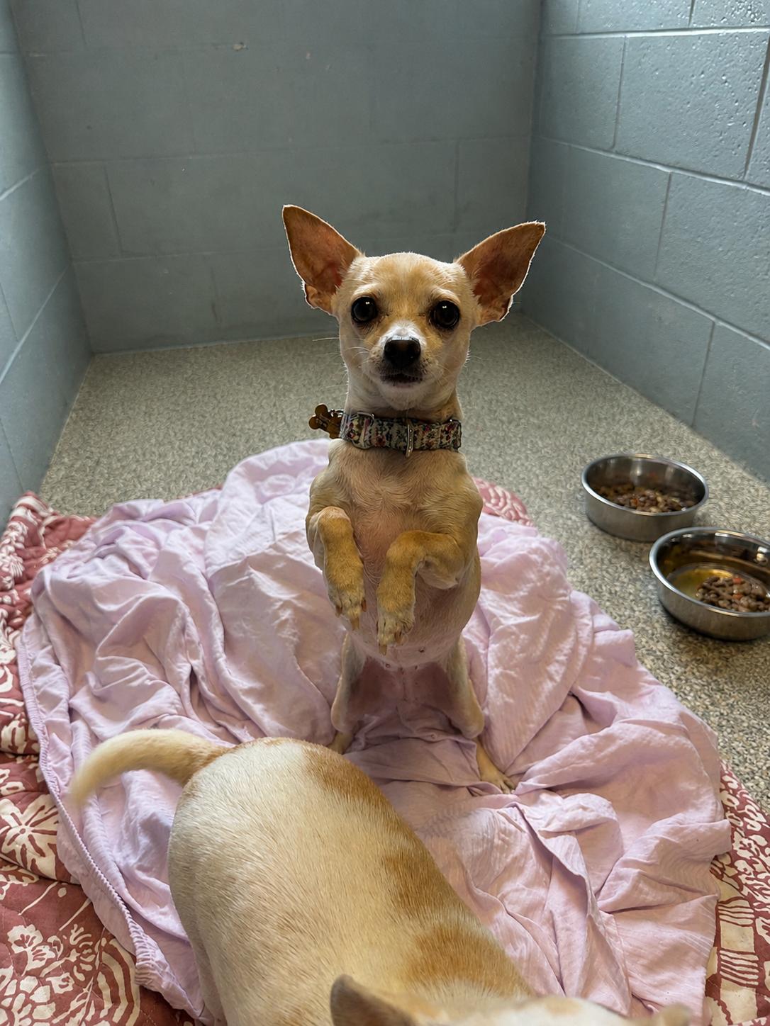 Enlarge Zelia and Zaboo (pair), a ADOPTABLE Chihuahua in Sudbury, MA image 3/5