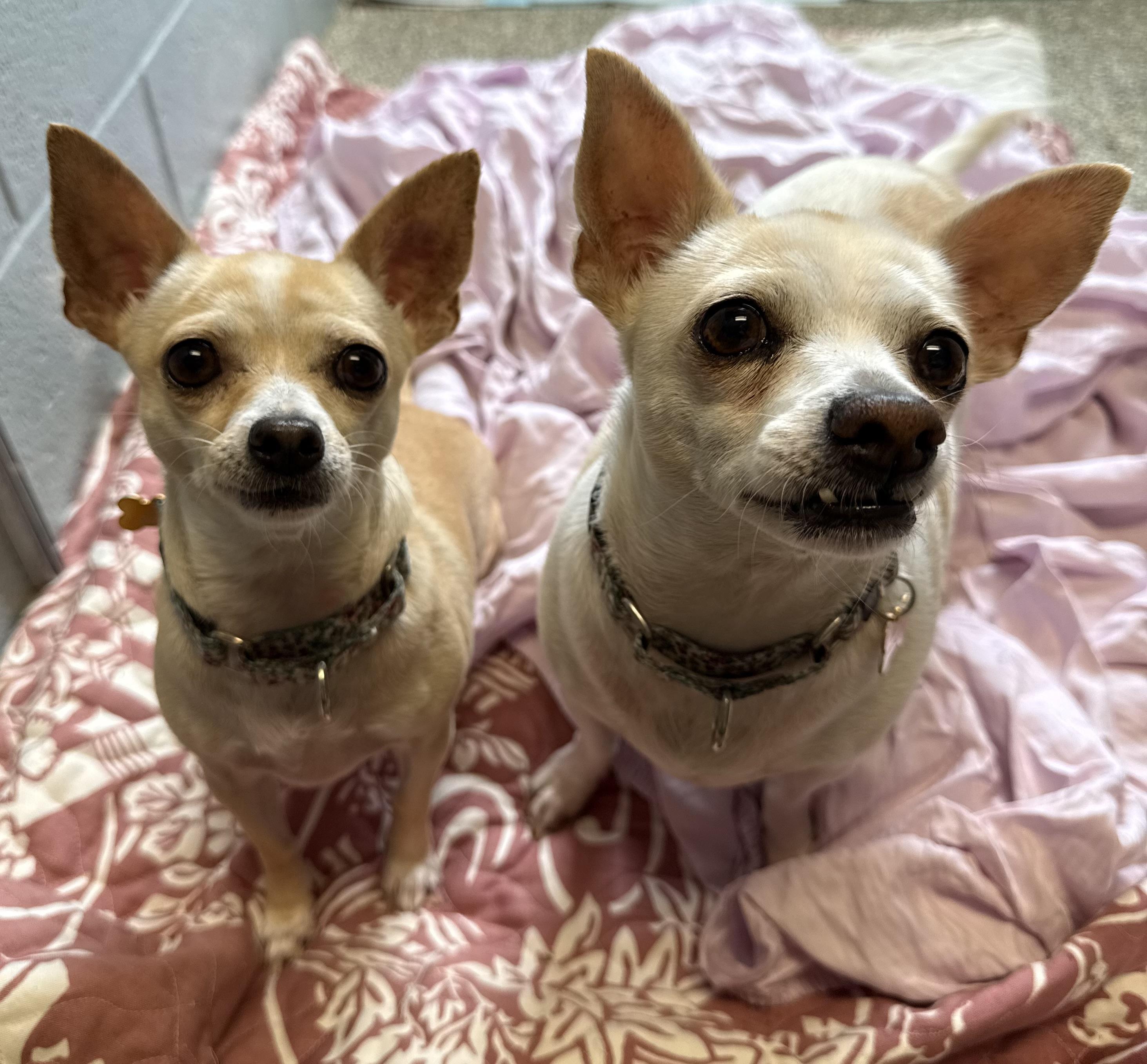 Zelia and Zaboo (pair), ADOPTABLE, Adult Female Chihuahua.