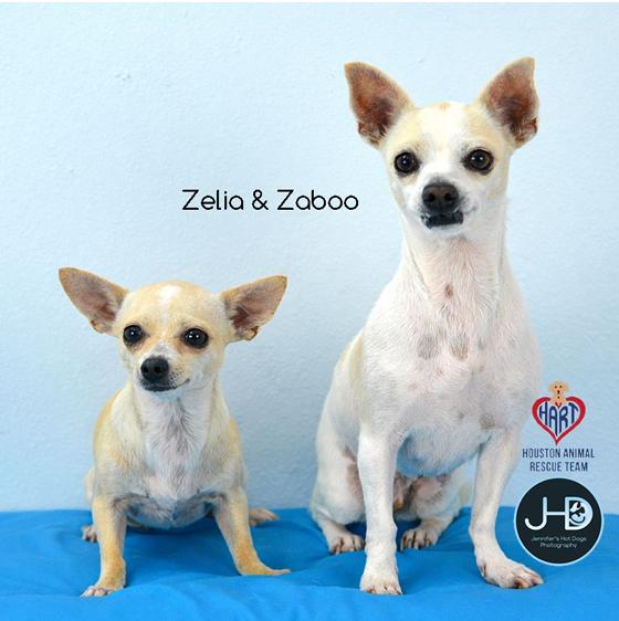 Enlarge Zelia and Zaboo (pair), a ADOPTABLE Chihuahua in Sudbury, MA image 1/1