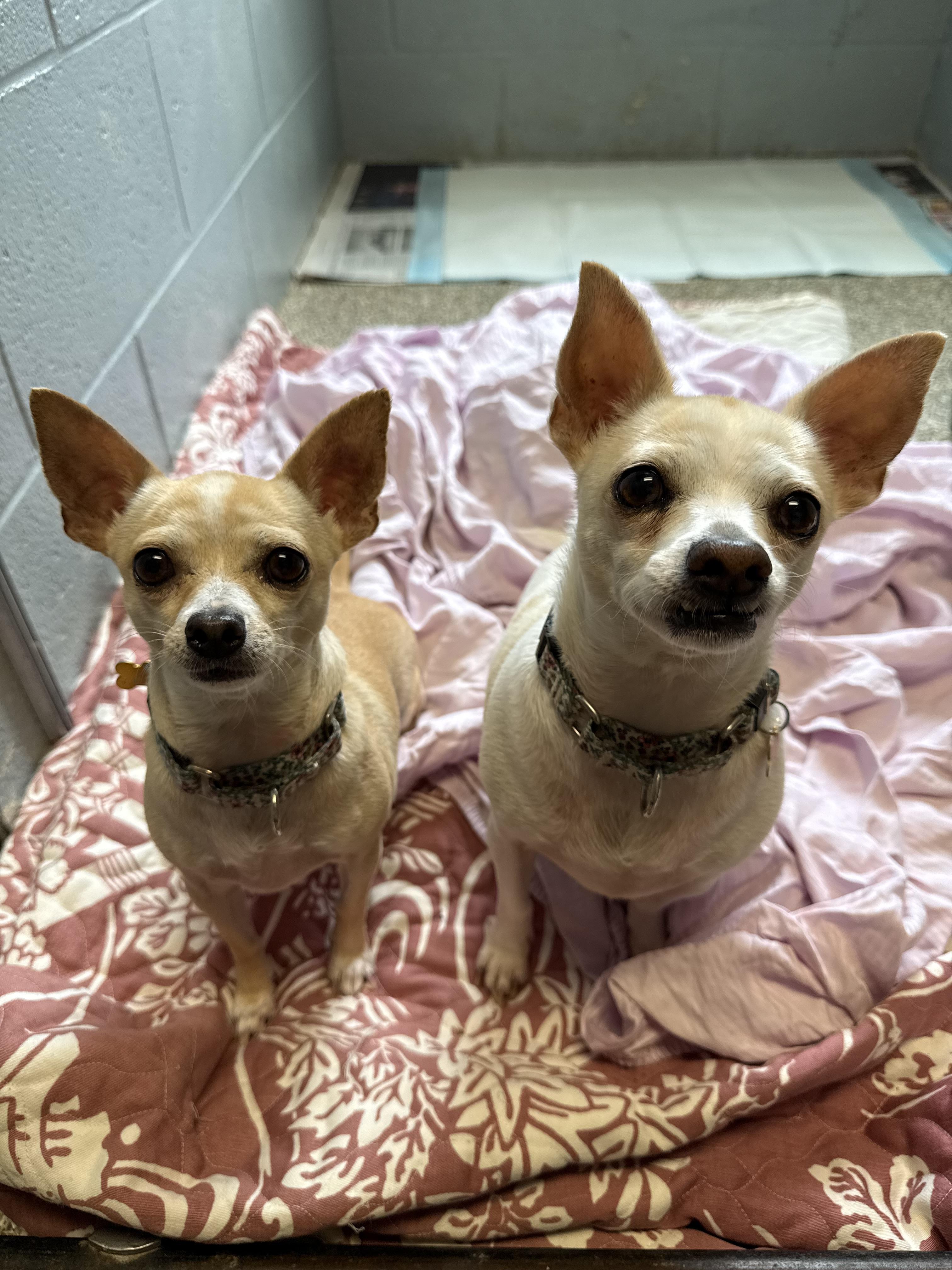 Enlarge Zelia and Zaboo (pair), a ADOPTABLE Chihuahua in Sudbury, MA image 4/5