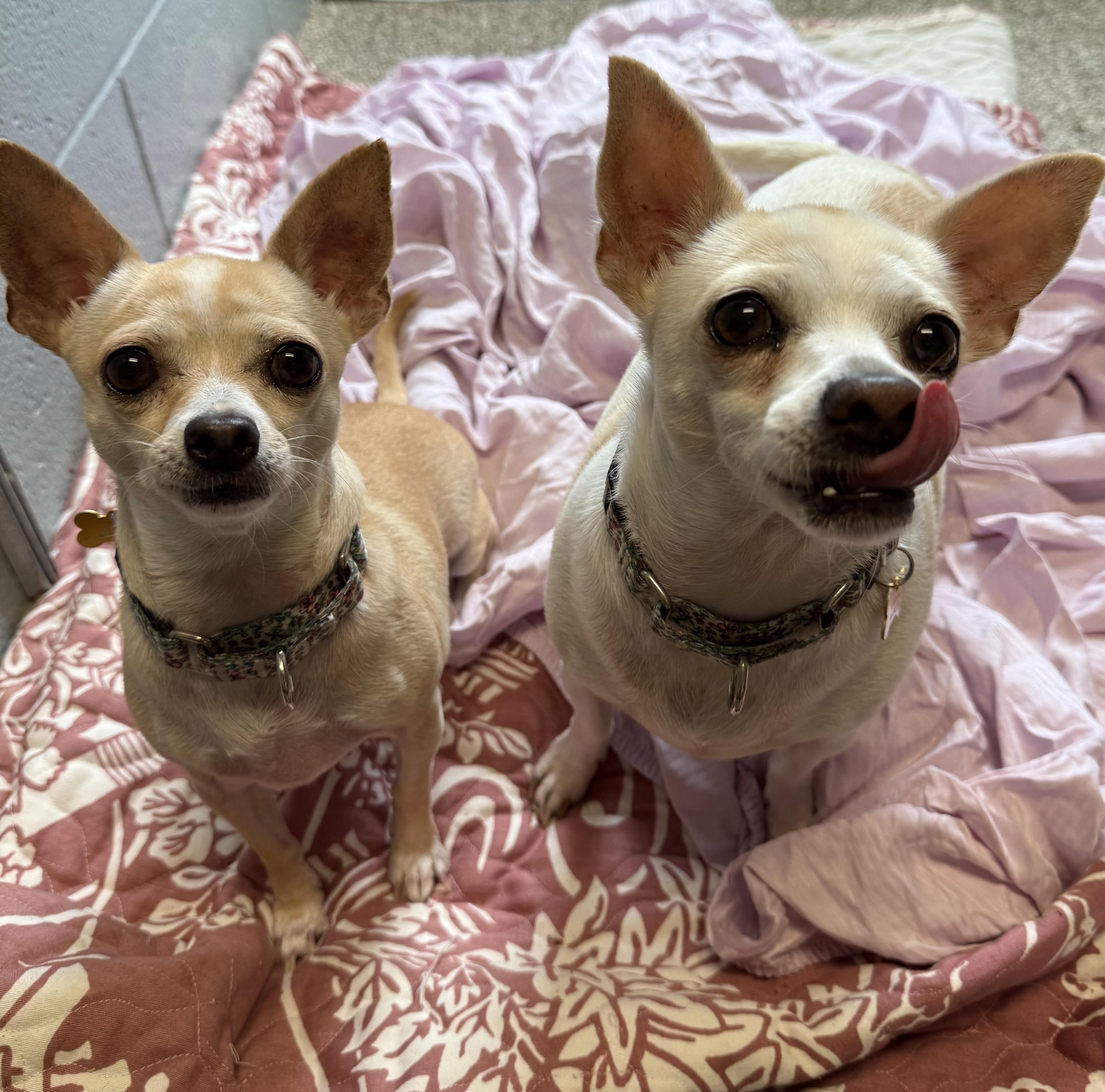 Enlarge Zelia and Zaboo (pair), a ADOPTABLE Chihuahua in Sudbury, MA image 5/5