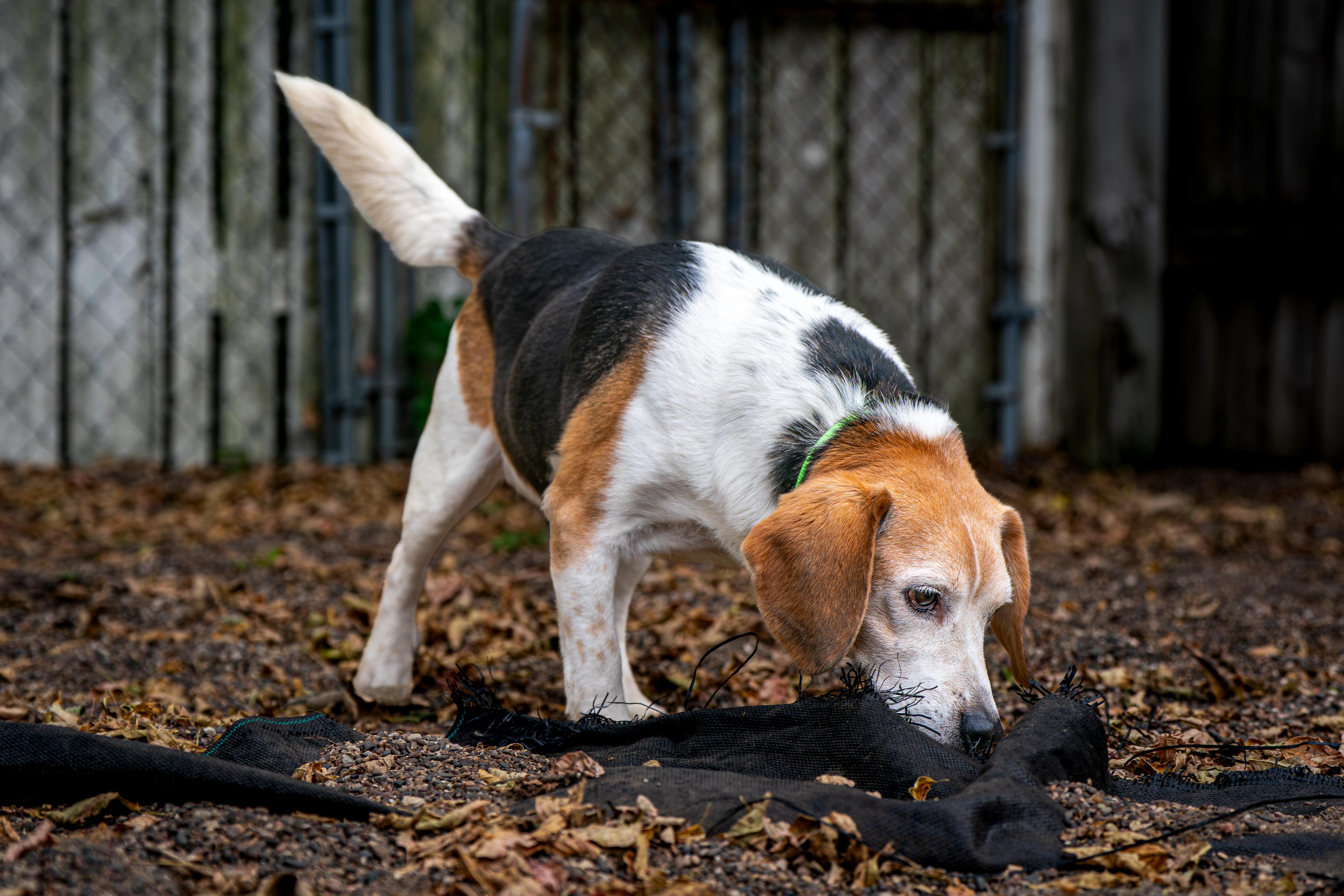 Enlarge Bugle, a Adoptable Beagle in Red Wing, MN image 2/6