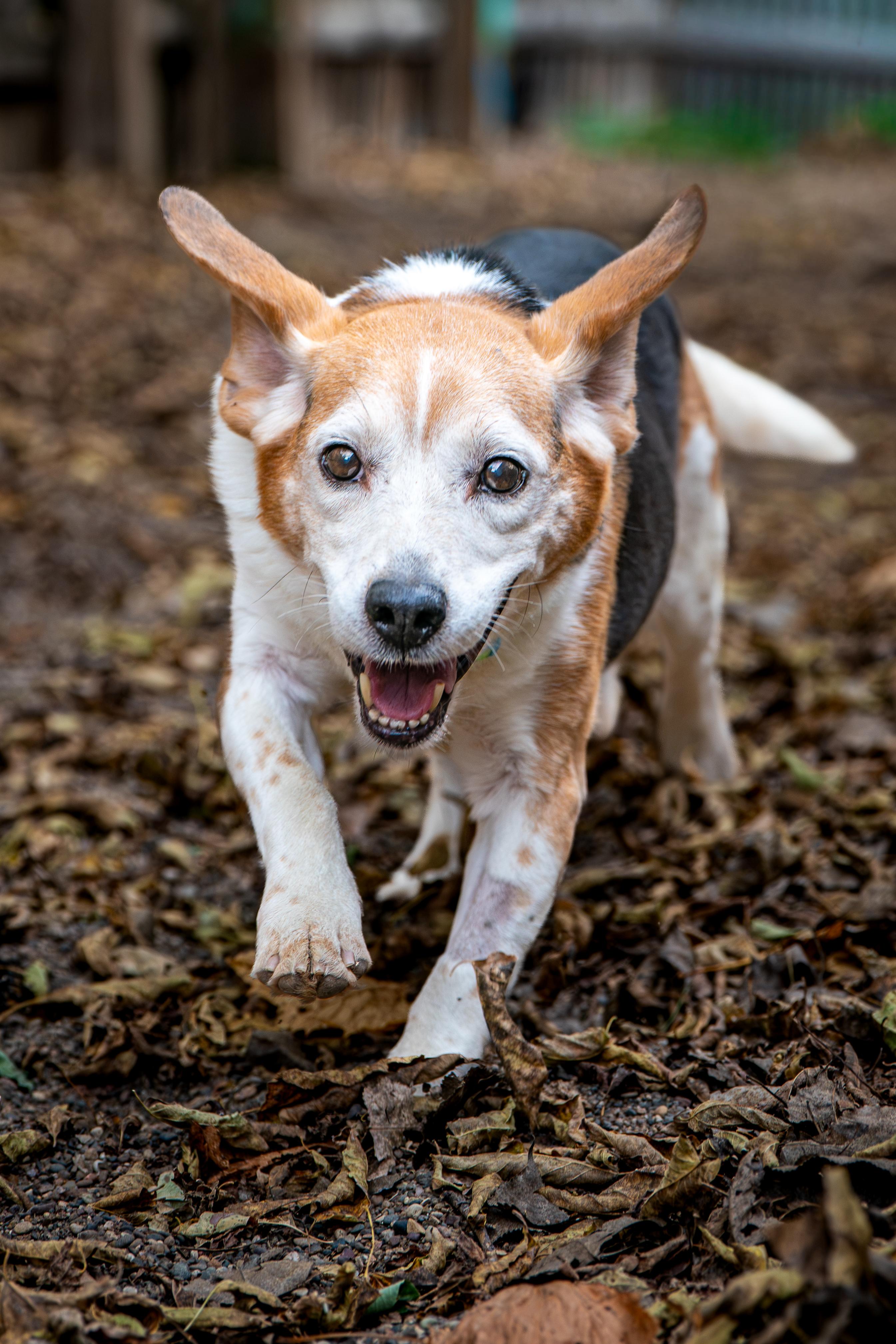 Enlarge Bugle, a Adoptable Beagle in Red Wing, MN image 4/6