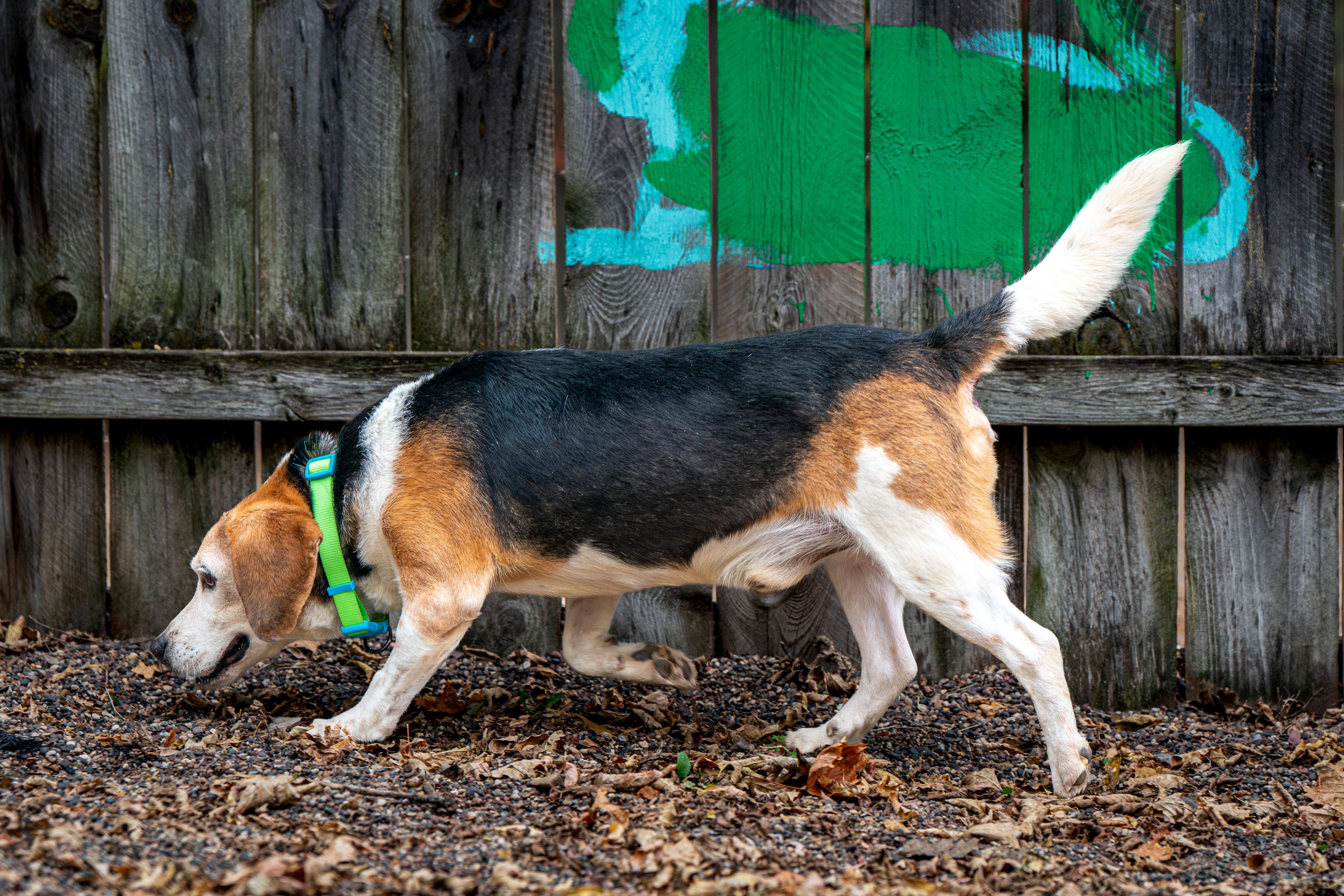 Enlarge Bugle, a Adoptable Beagle in Red Wing, MN image 5/6