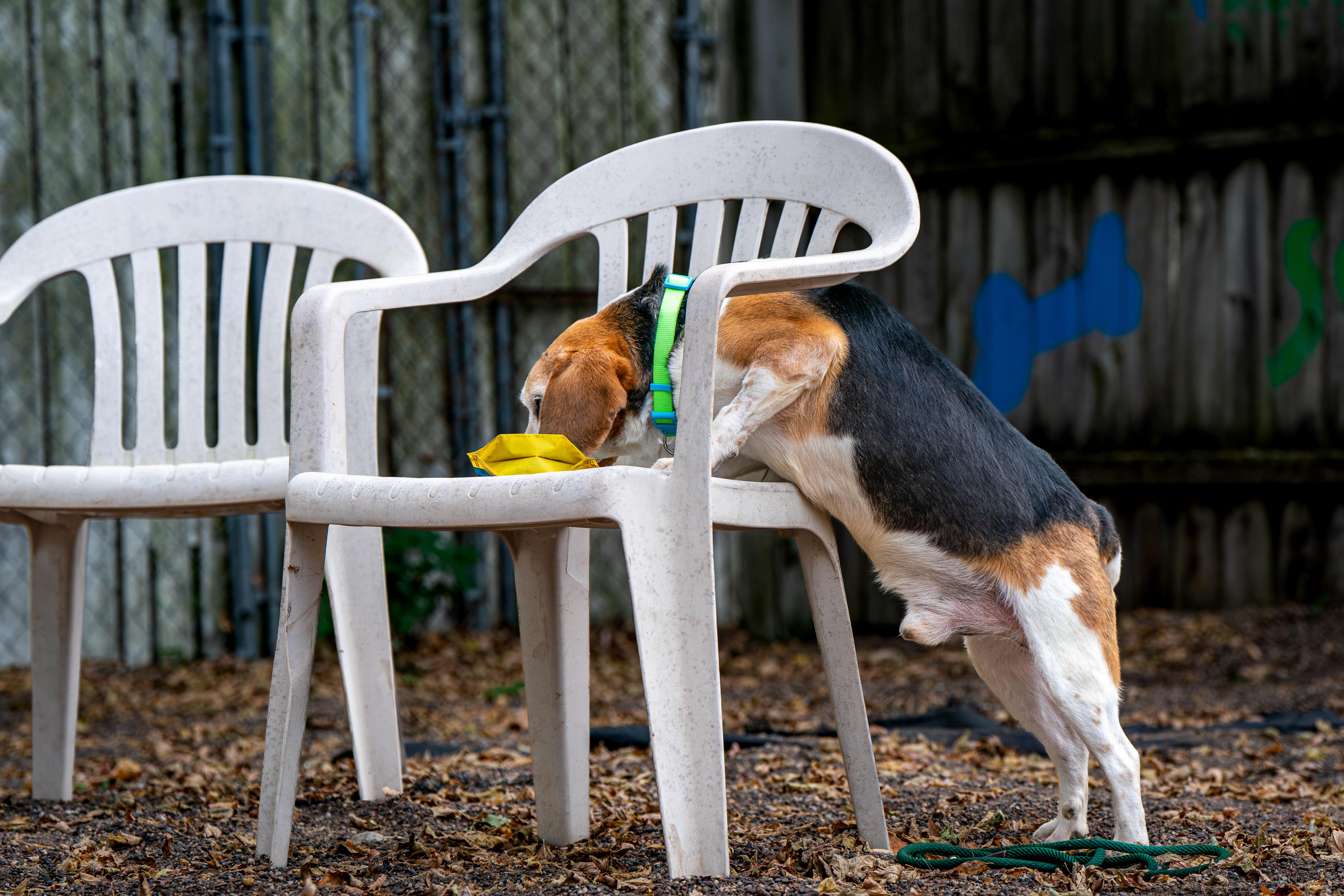 Enlarge Bugle, a Adoptable Beagle in Red Wing, MN image 3/6