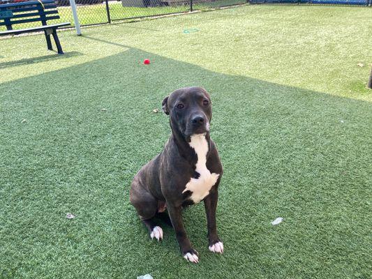 Nelly **Courtesy Post. Out of town pet. See below for details**