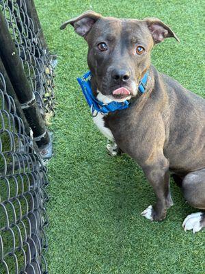 Nelly **Courtesy Post. Out of town pet. See below for details**