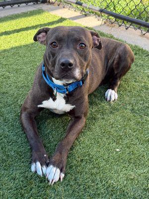 Nelly **Courtesy Post. Out of town pet. See below for details**