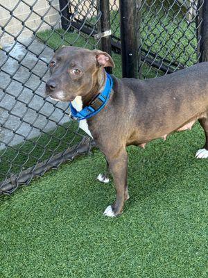 Nelly **Courtesy Post. Out of town pet. See below for details**