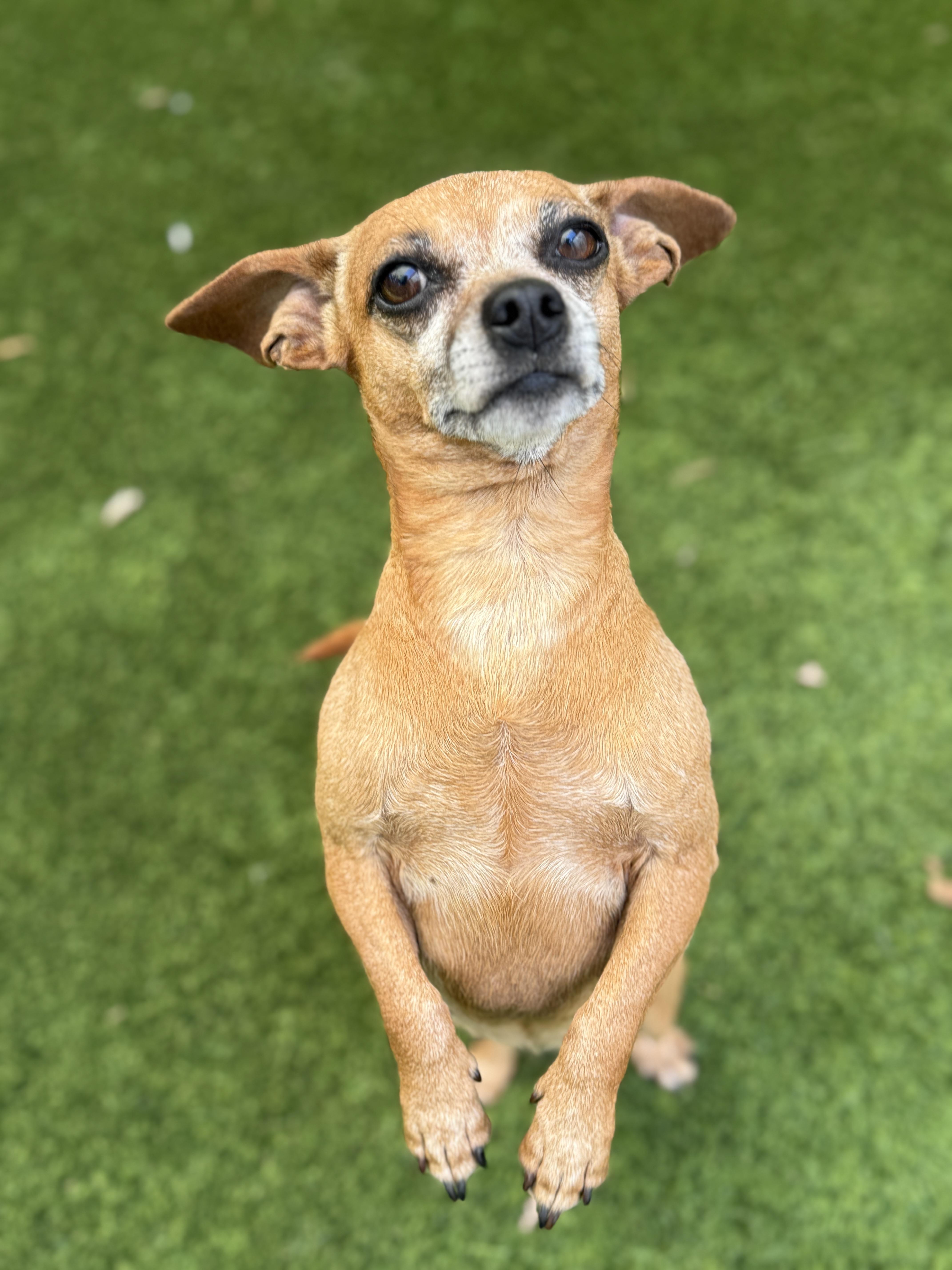 Enlarge Ginger, an adopted mixed breed in Mission Viejo, CA image 6/6