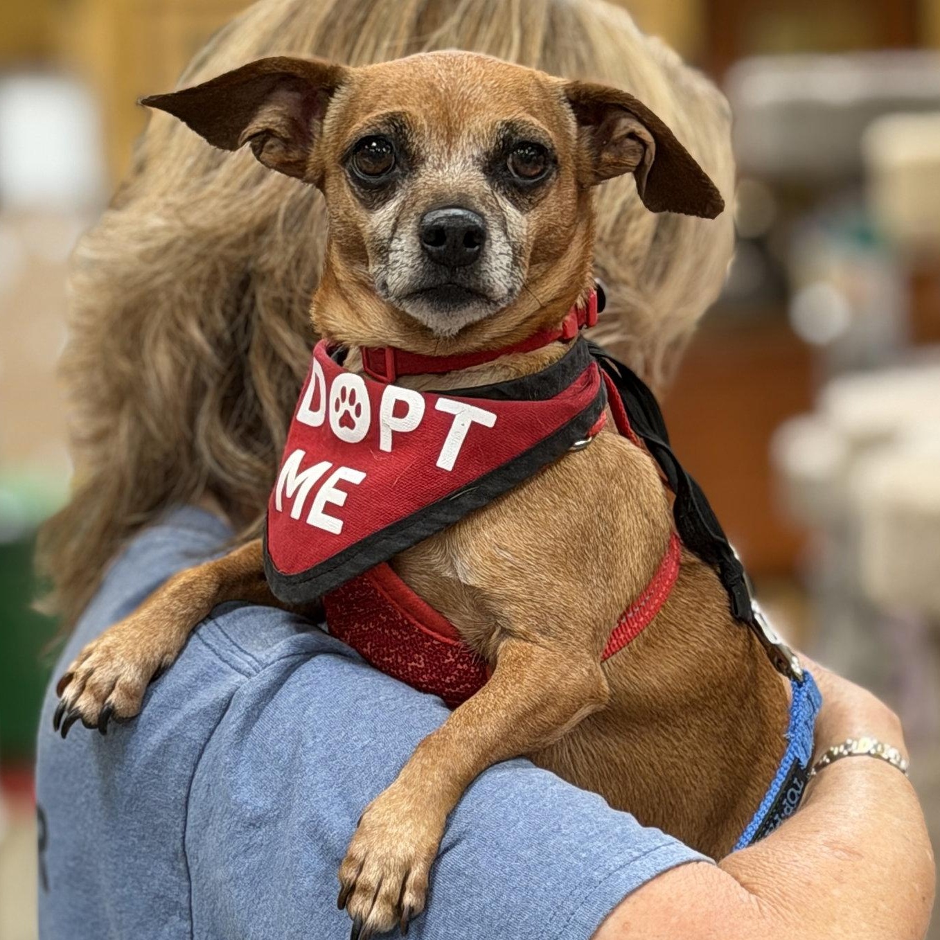Enlarge Ginger, an adopted mixed breed in Mission Viejo, CA image 2/6