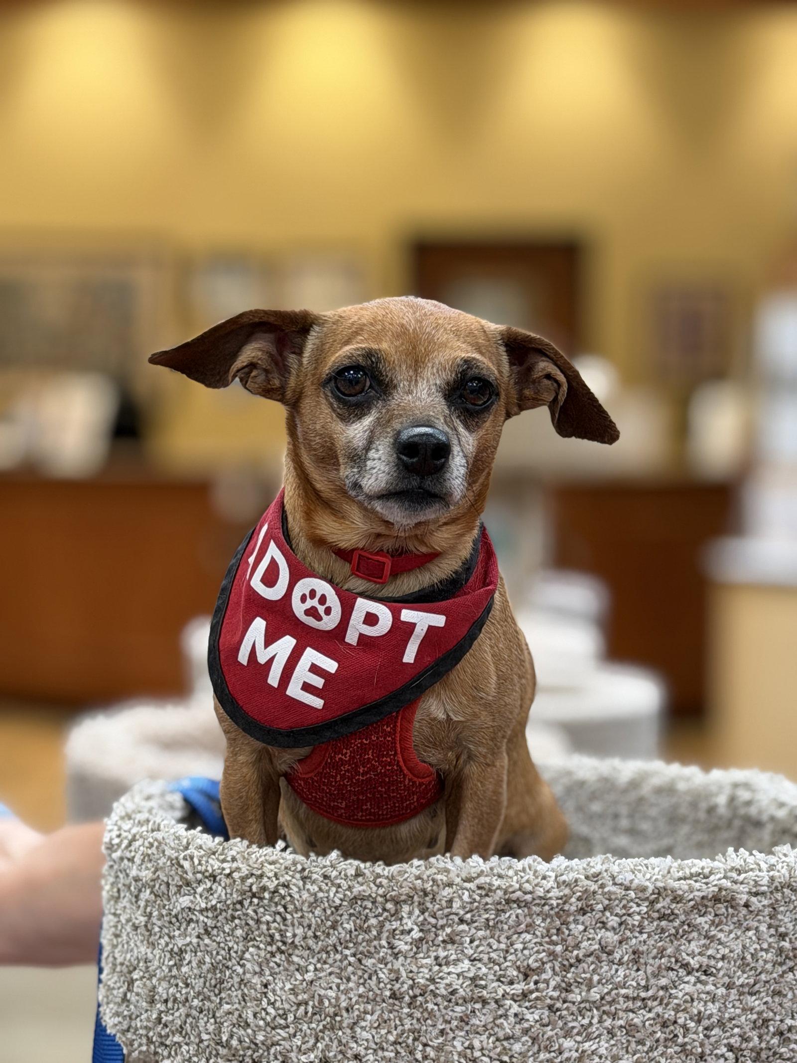 Enlarge Ginger, an adopted mixed breed in Mission Viejo, CA image 4/6