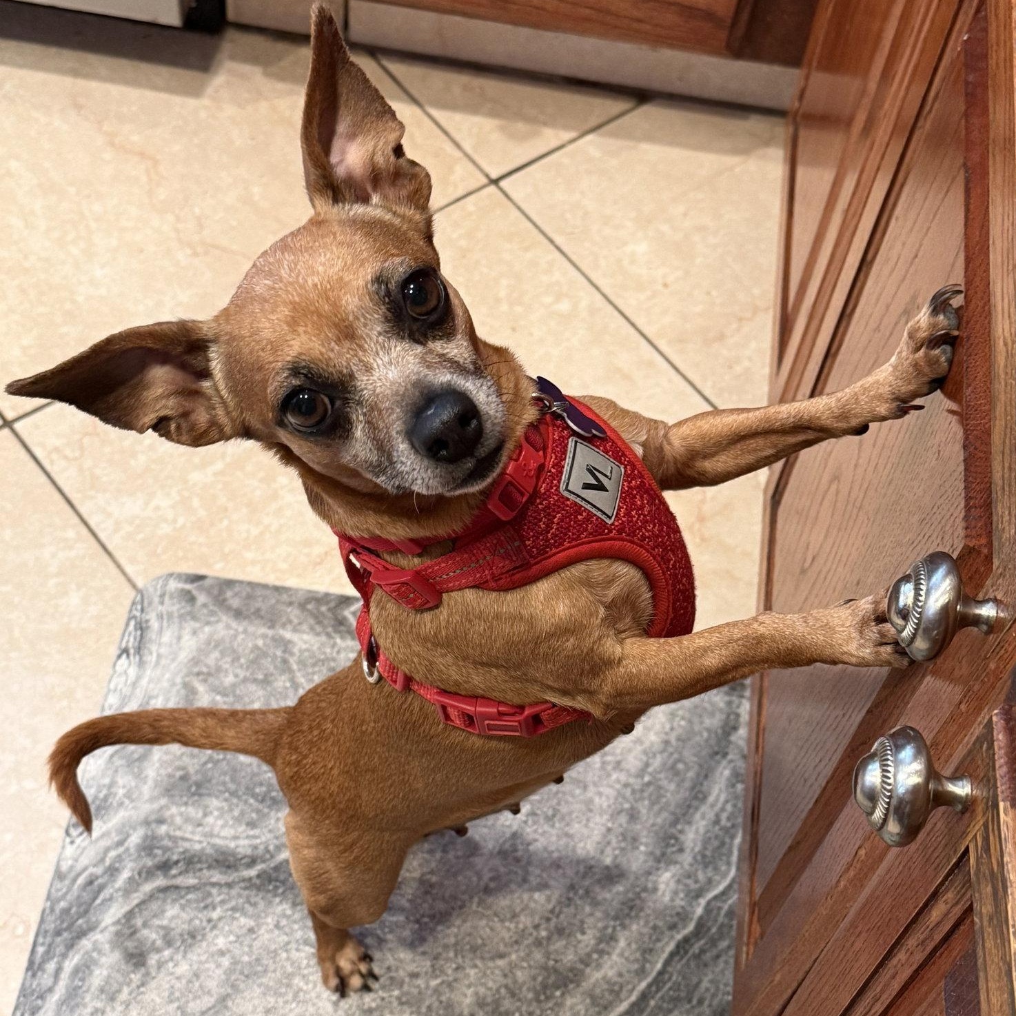 Enlarge Ginger, an adopted mixed breed in Mission Viejo, CA image 3/6