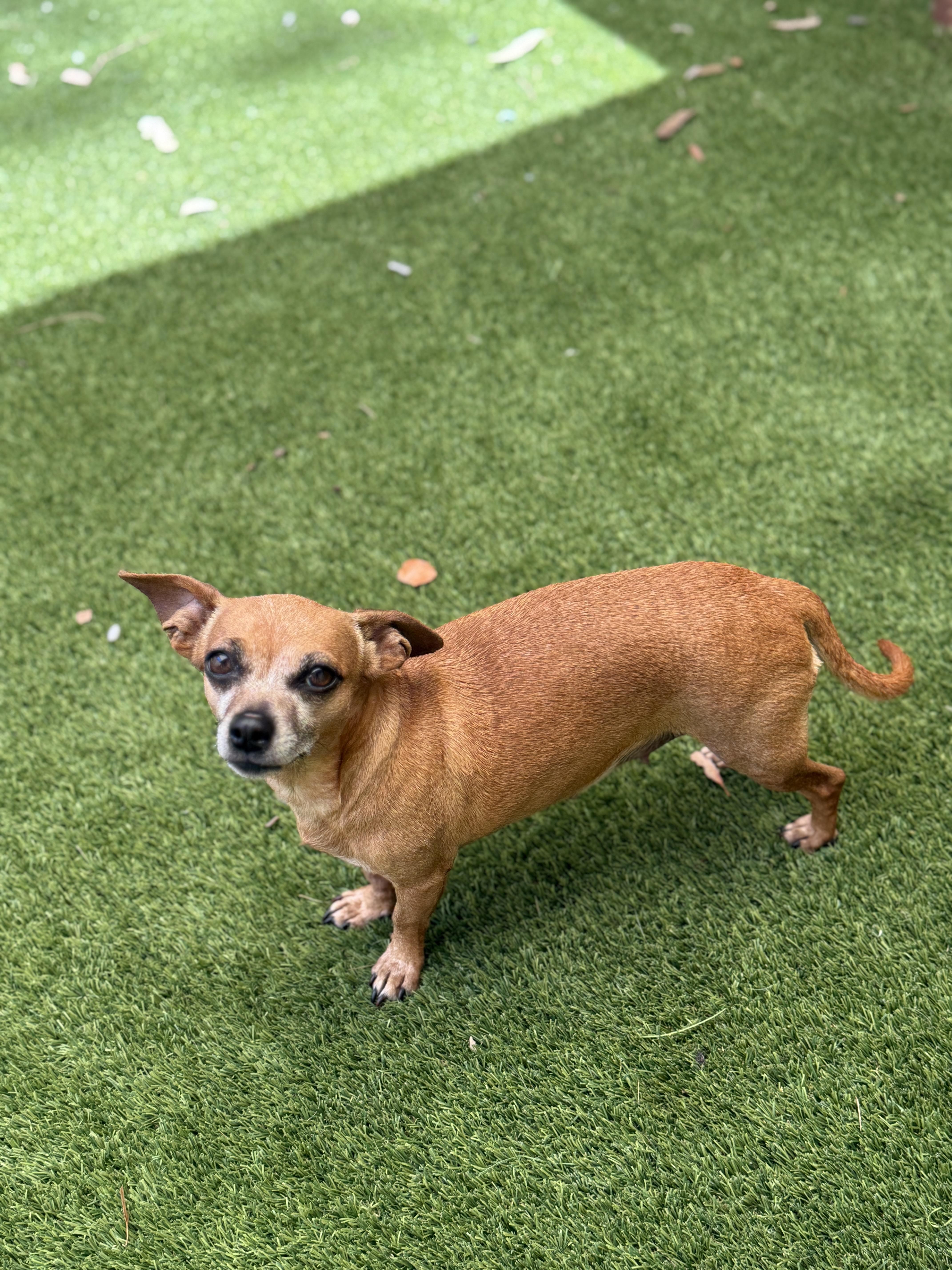 Enlarge Ginger, an adopted mixed breed in Mission Viejo, CA image 5/6