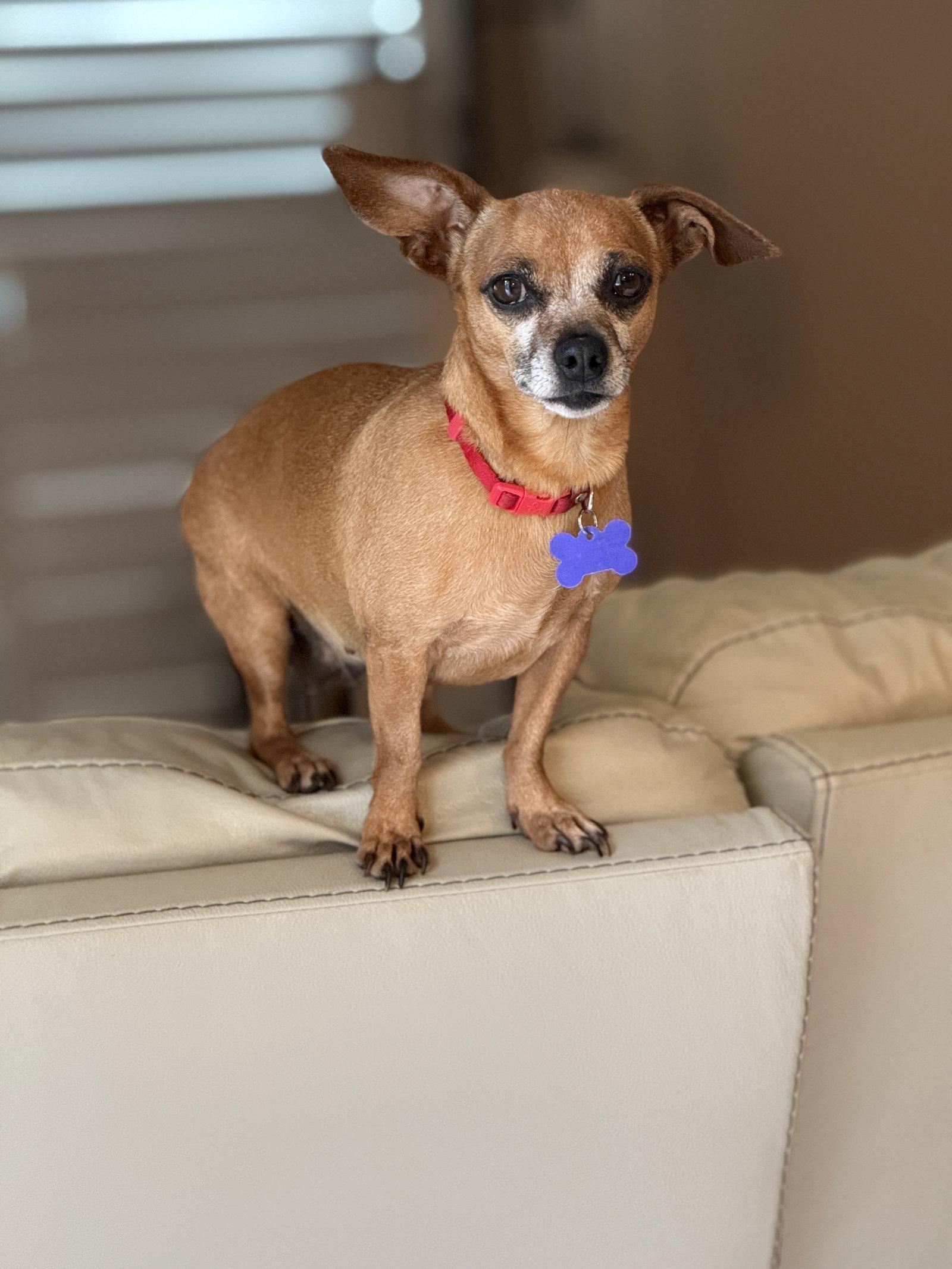 Enlarge Ginger, an adopted mixed breed in Mission Viejo, CA image 1/6