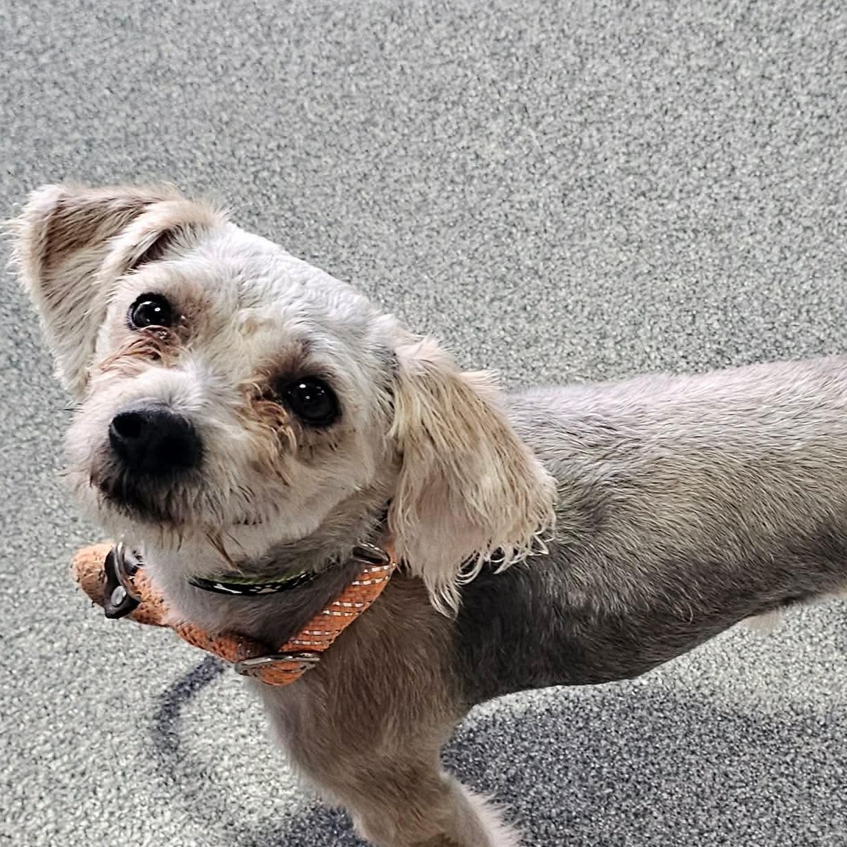 Mr. Dave in foster care, ADOPTABLE, Young Male Yorkshire Terrier & Pekingese.