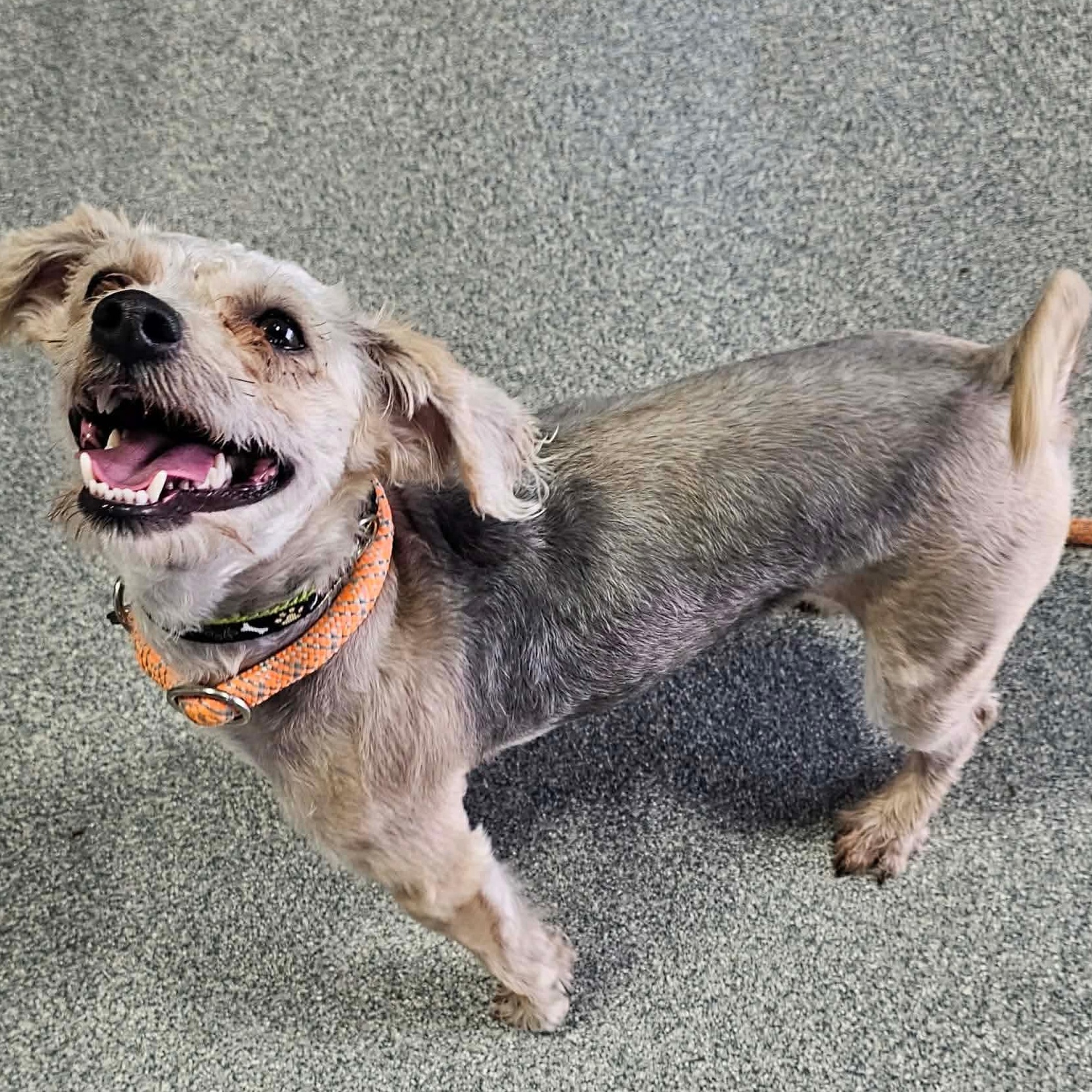 Mr. Dave in foster care, a ADOPTABLE mixed breed in Minooka, IL image 3/5