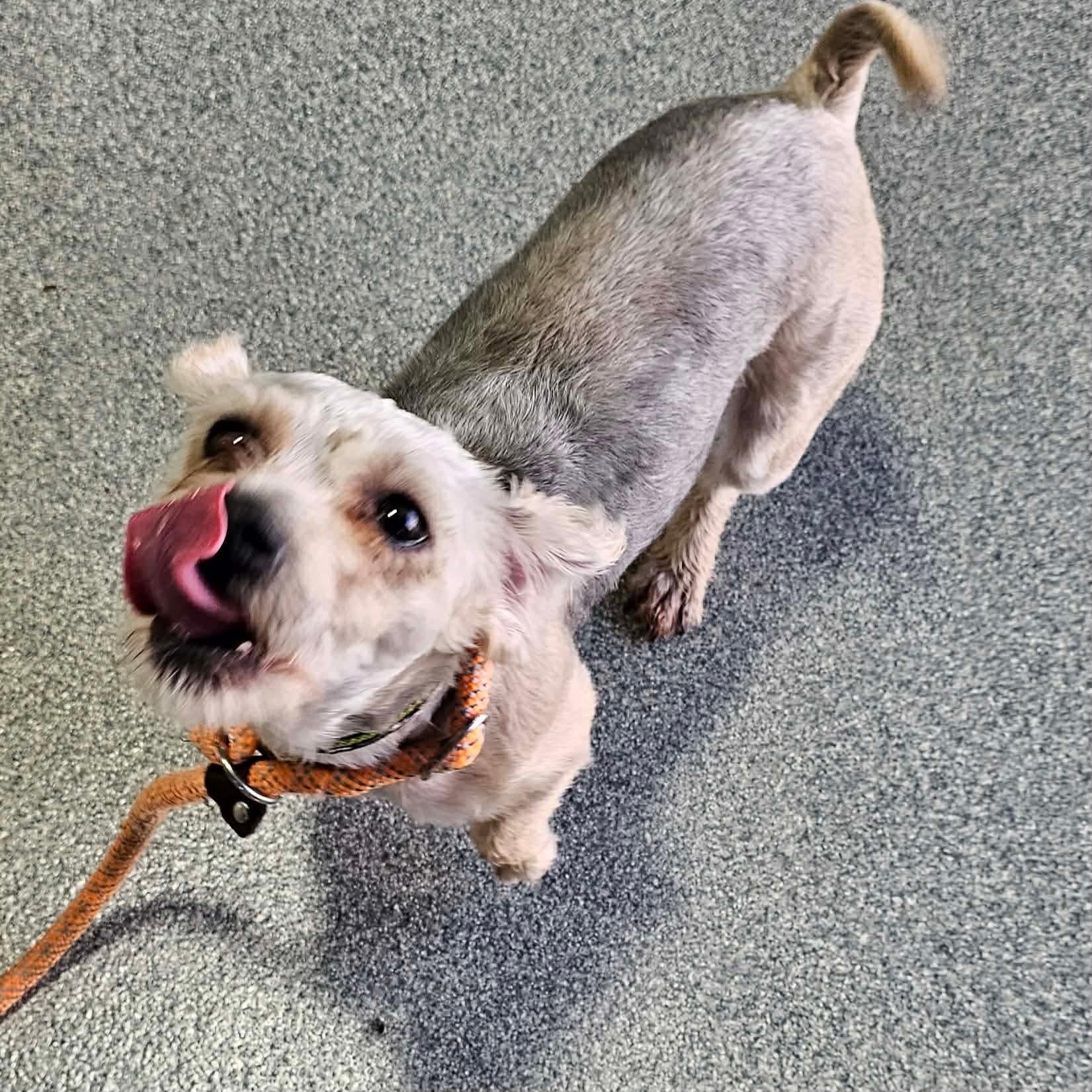 Mr. Dave in foster care, a ADOPTABLE mixed breed in Minooka, IL image 5/5
