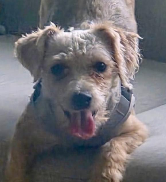 Mr. Dave in foster care, a ADOPTABLE mixed breed in Minooka, IL image 2/5