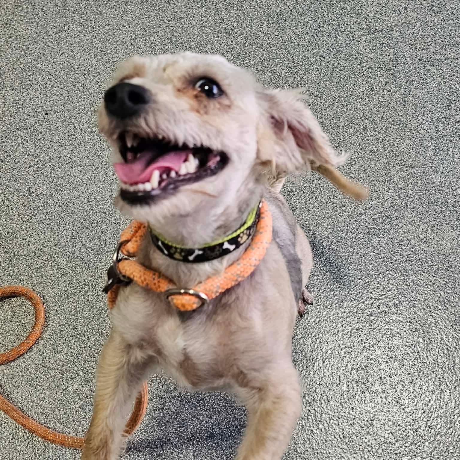 Mr. Dave in foster care, a ADOPTABLE mixed breed in Minooka, IL image 4/5