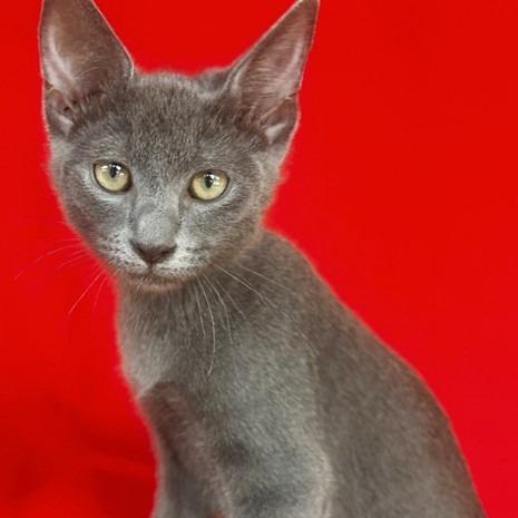 Lipschitz, Adoptable, Kitten Male Domestic Short Hair.