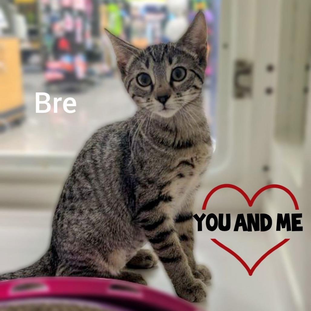 Bre, Adoptable, Kitten Female Domestic Short Hair.