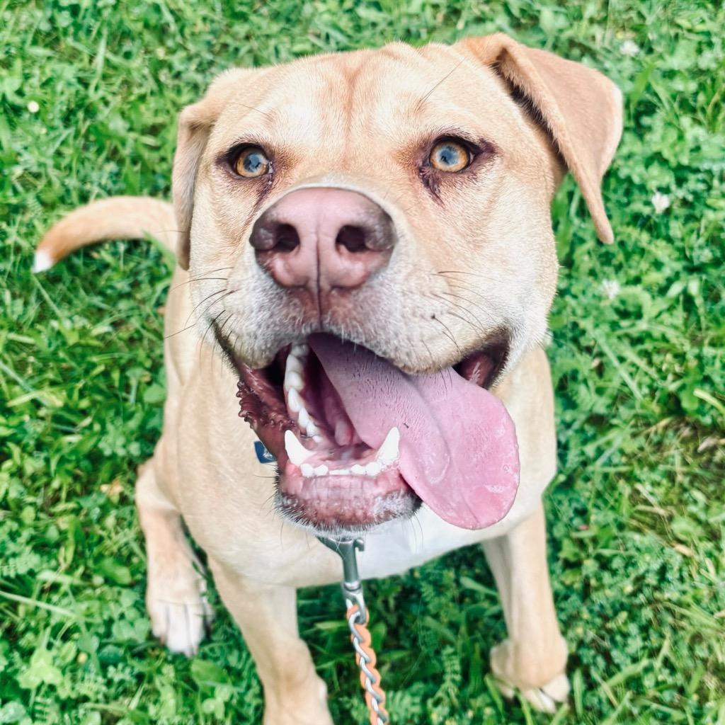 Skelly, Adoptable, Young Male Mixed Breed.