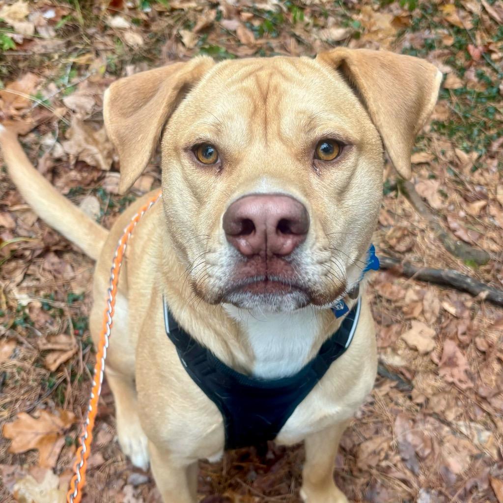 Skelly, a Adoptable Mixed Breed image 2/6