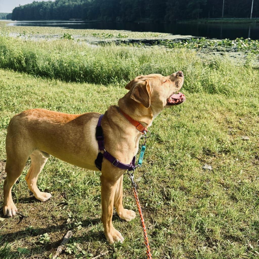 Skelly, a Adoptable Mixed Breed image 3/6