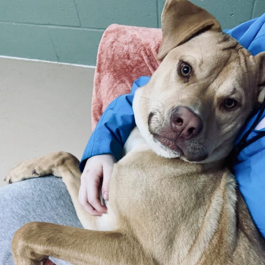 Skelly, a Adoptable Mixed Breed image 4/6