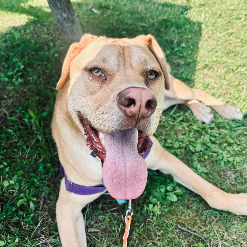 Skelly, a Adoptable Mixed Breed image 6/6