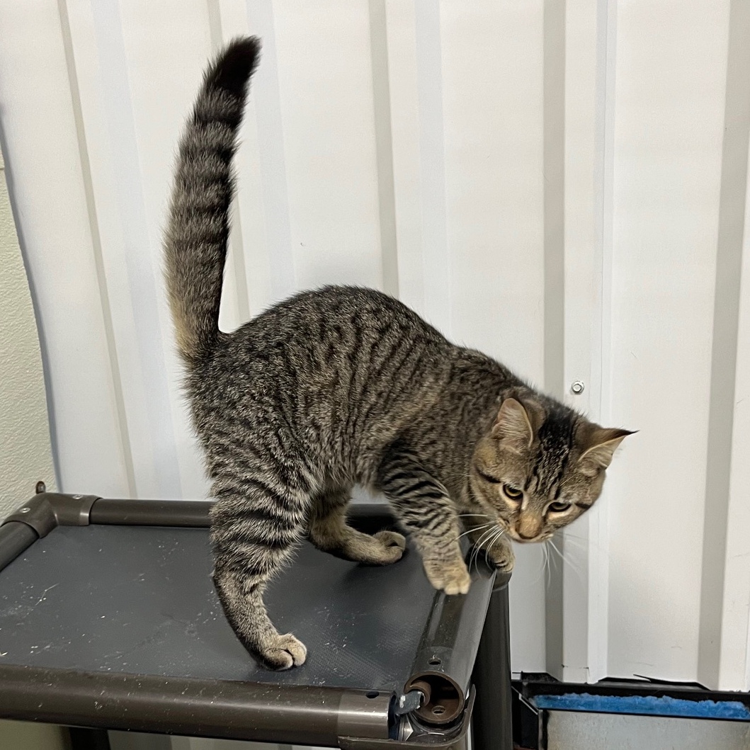 Taffy, a Adoptable mixed breed in Clarksville, VA image 1/6