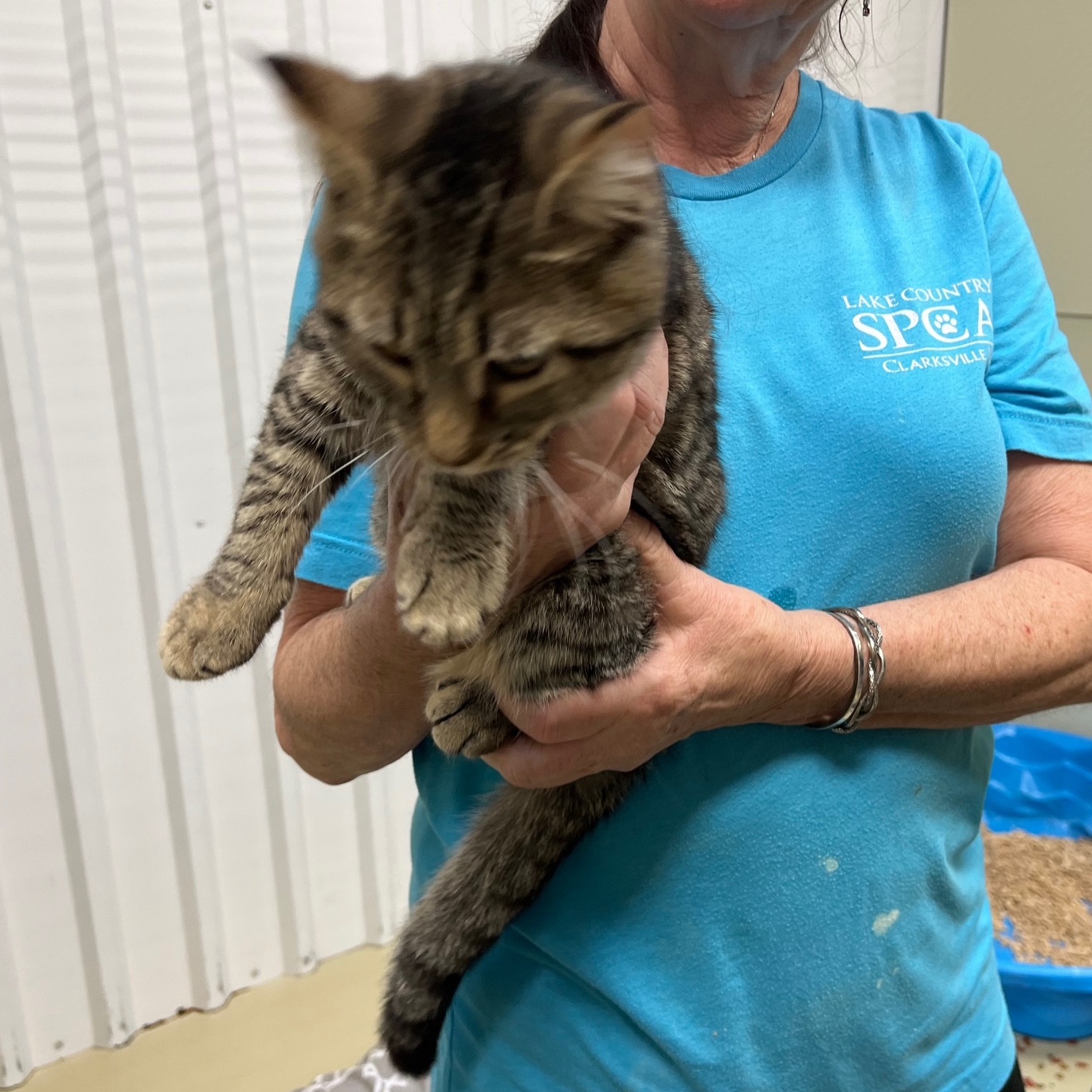 Taffy, a Adoptable mixed breed in Clarksville, VA image 2/6