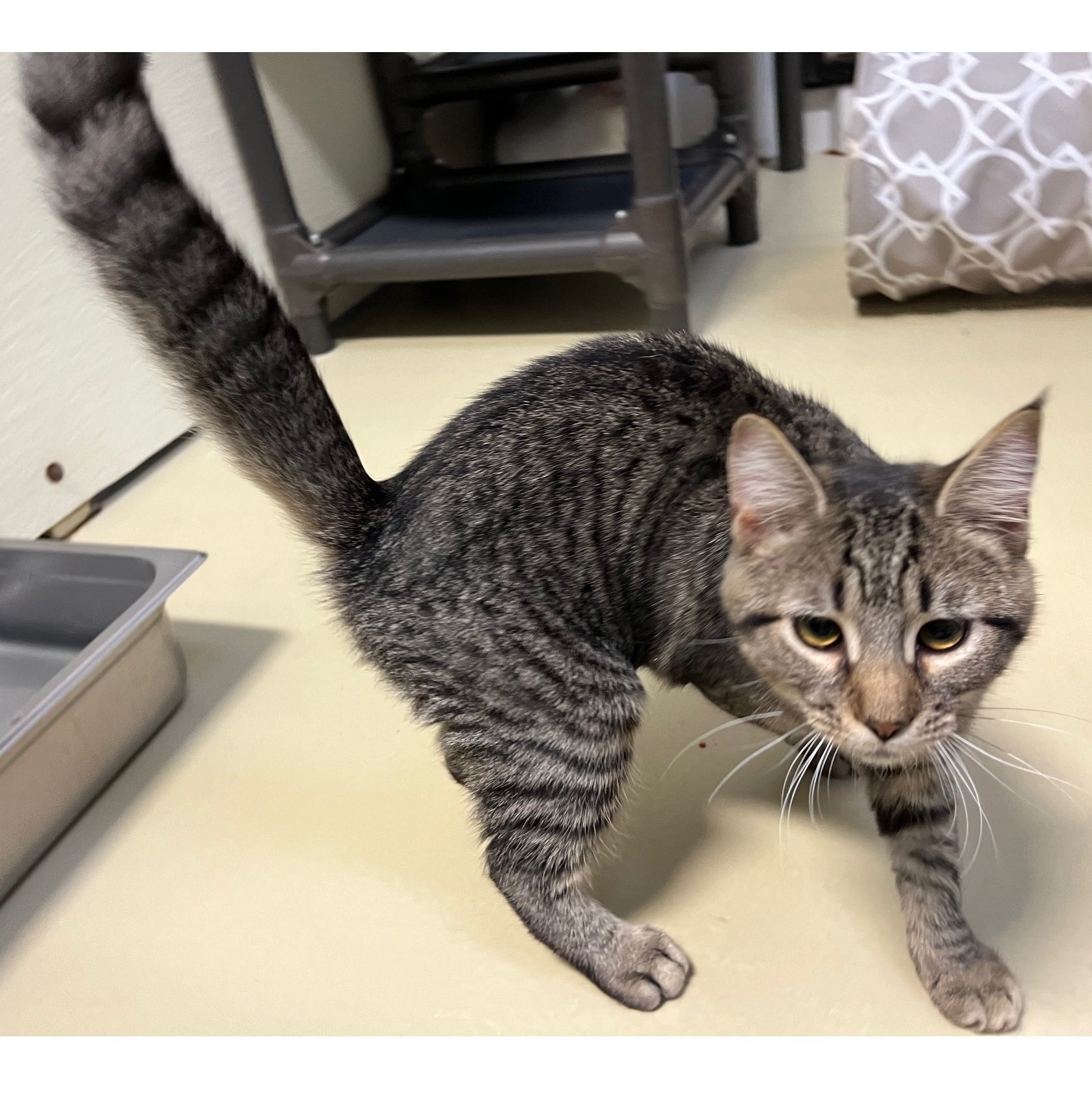 Taffy, a Adoptable mixed breed in Clarksville, VA image 6/6