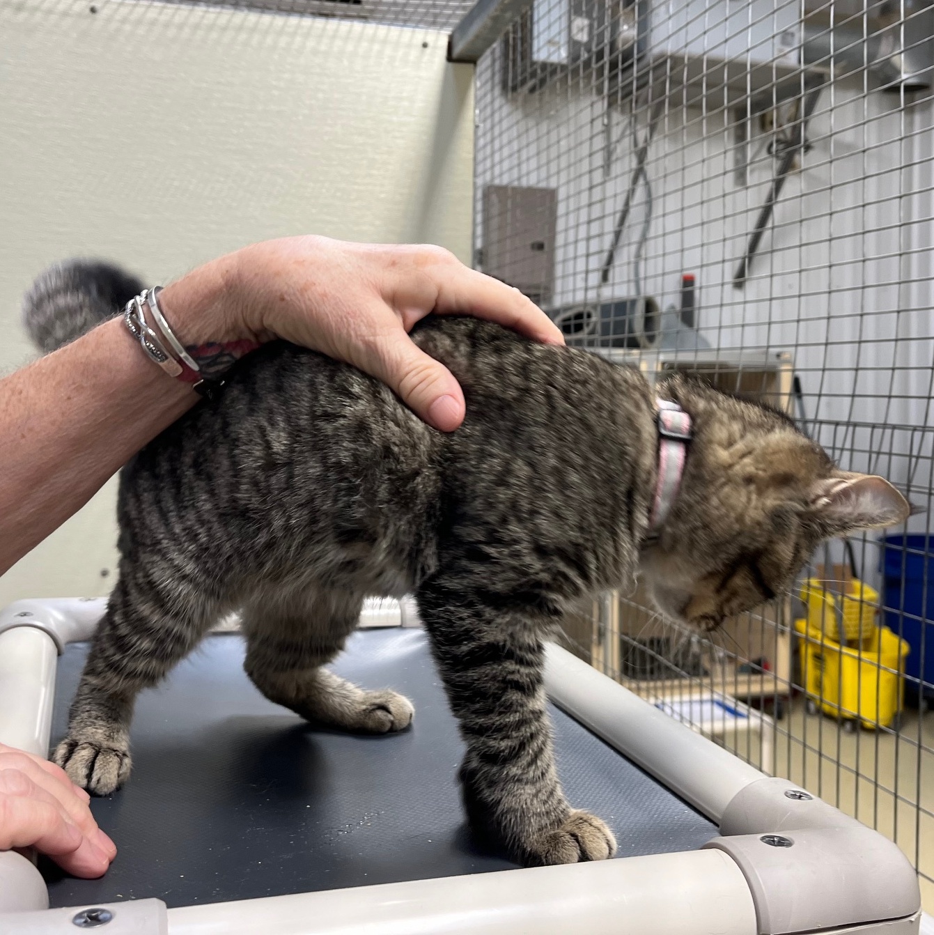 Taffy, a Adoptable mixed breed in Clarksville, VA image 3/6