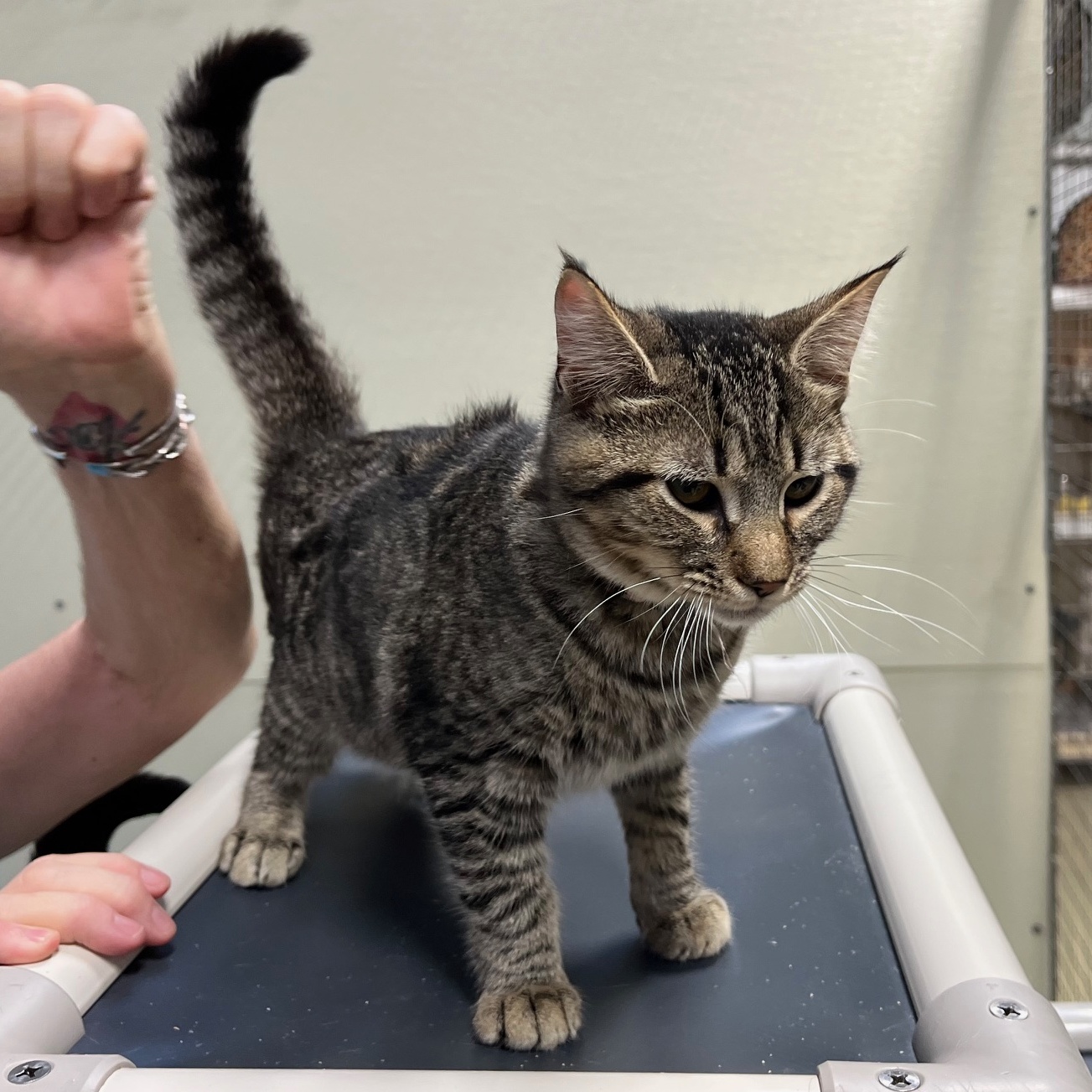 Taffy, Young Female Tabby