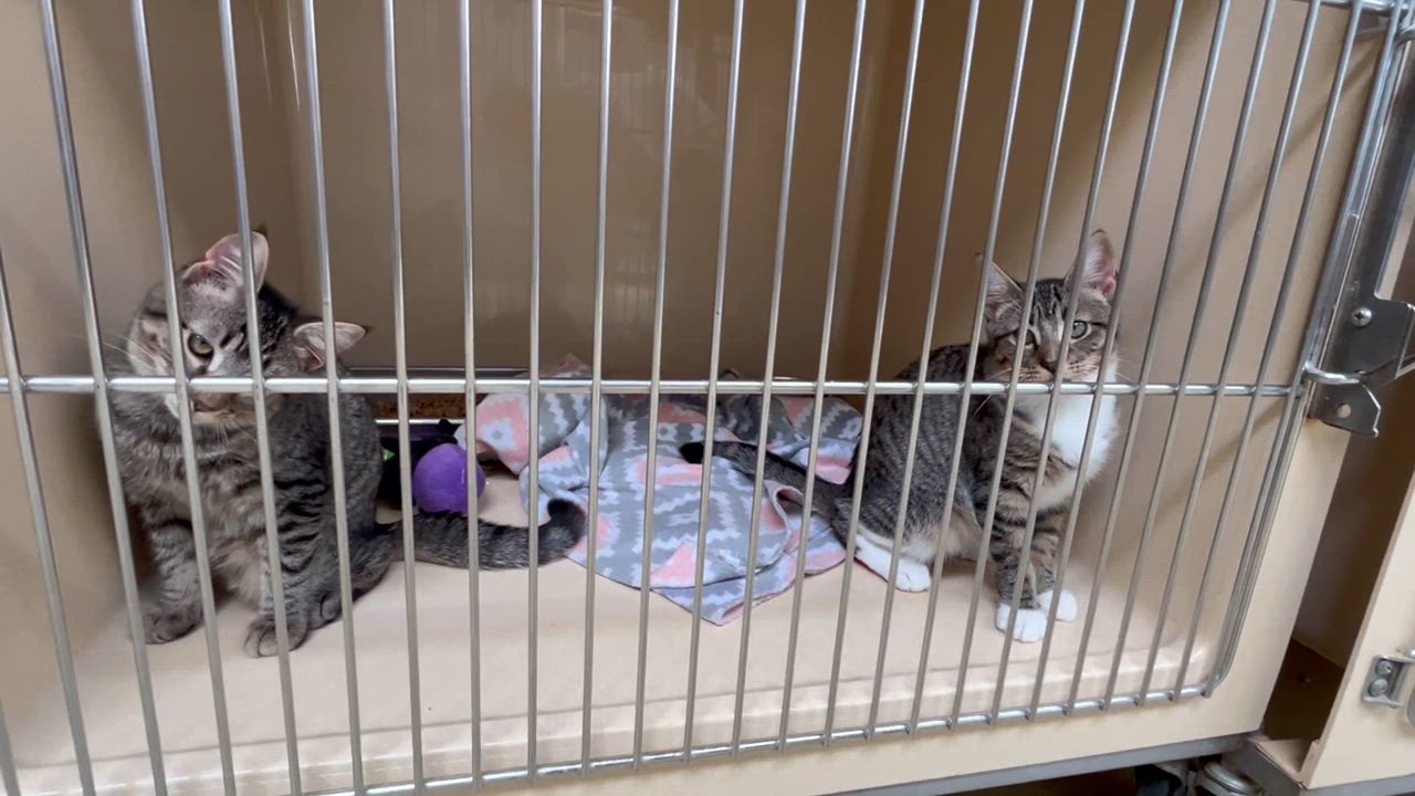 Enlarge Taffy, a Adoptable mixed breed in Clarksville, VA video 5/6